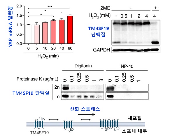 구강암 세포에서 산화스트레스로 인한 YAP 발현 증가와 TM4SF19 단백질의 이합체 형성. 출처 KAIST