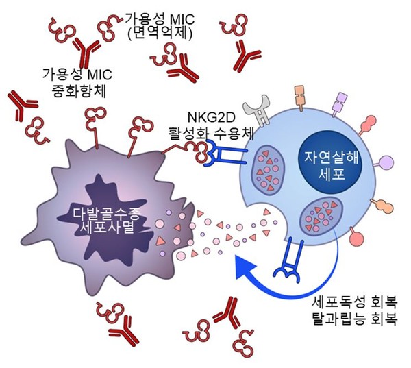 MIC 중화항체가 다발골수종 환자 자연살해세포의 기능을 회복시켜 항다발골수종 효과를 향상시킬 수 있다. 출처 연세암병원