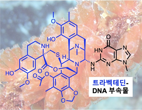 항암제 트라벡테딘.트라벡테딘은 카리브해 멍게 엑티나시디아 터비나타(Ecteinascidia turbitana)에서 최초로 추출된 항암 약물로, 세포독성 DNA 부가물 을 형성하는 것으로 알려져 있다. 이 약물은 연조직육종과 난소암 치료에 사용되며, 대부분의 항암제와는 달리, DNA 복구기능이 활성화된 세포에서 그 효과를 완전히 발휘한다. 출처 기초과학연구원