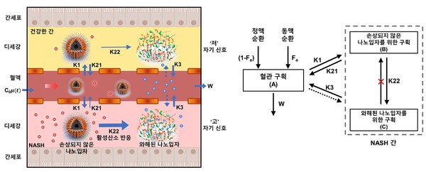 망간 이온 결합 빌리루빈 나노입자의 비알콜성 지방간염에서의 모니터링 모식도. 출처 KAIST