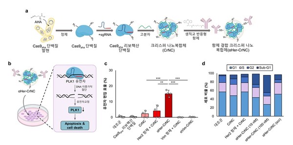 생직교반응 기반 표적치료제인 항체 결합 크리스퍼 나노복합체 ⍺Her-CrNC 제조 및 기능 (a), ⍺Her-CrNC에 의한 유전자 교정 및 항암효과(b)를 나타낸 모식도, ⍺Her-CrNC의 유전자 편집 효율(c), 암세포주기 분석(d) 결과. 출처 KAIST