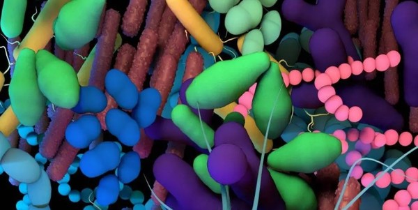 암 면역요법 부작용인 대장염이 장내 미생물 때문에 생긴다는 연구결과가 나왔다. ⓒ Quadram Institute
