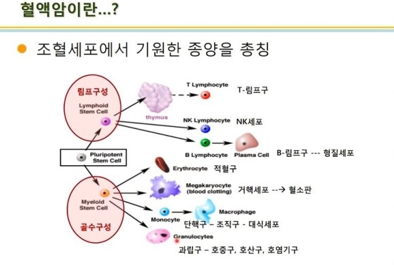 골수형성이상종양(MDS)은 골수의 기능이상으로 혈액내 세포 수가 감소하는 혈액암의 일종이다. 출처 국립암센터
