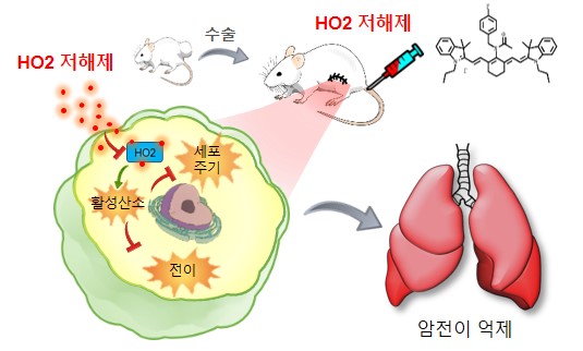 국내 연구진이 전이성 암의 생체표지자(질병의 진행 정도를 진단하는 생물학적 지표)를 이용해 암 추적과 동시에 치료도 가능한 치료제를 개발했다. 출처 한국기초과학지원연구원