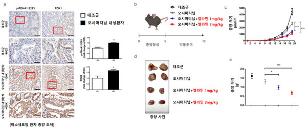 비소세포암 환자 샘플 및 동물실험 결과. 출처 출처 부산대학교