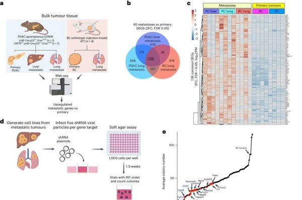 전이성 유전자를 표적으로 하는 shRNA 스크린은 Gstt1을 전이의 조절자로 식별한다. 출처 Nature Cell Biology