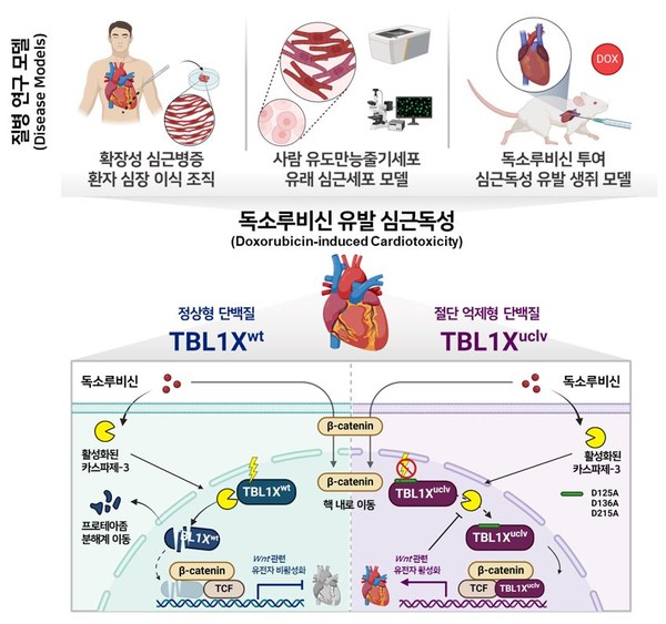 독소루비신에 의해 TBL1X 단백질이 절단되고 이로 인해 WNT 신호전달이 억제돼 심장 세포의 세포사멸이 일어난다. 이러한 연구 결과는 확장성 심근병증 환자 조직, 사람유도만능줄기세포 유래 심근세포, 심장 독성 동물 모델에서 확인됐다. 출처 세브란스